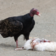 Turkey vulture at Morro Rock feeding on a dead western gull. Photo Courtesy: Kevin Cole